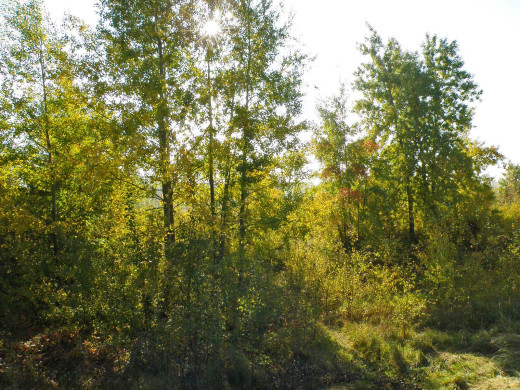 37871 (a): :1600x1200